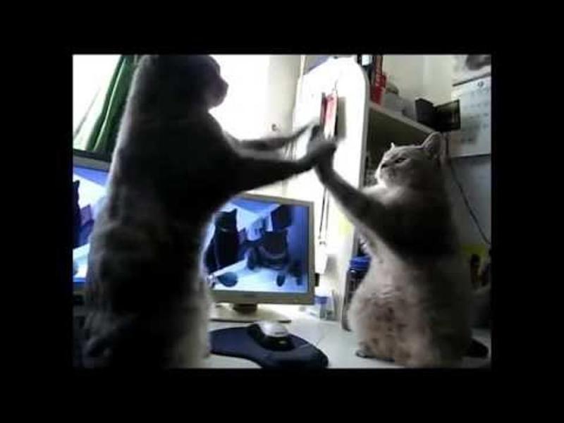 Cats Playing Patty Cake (The original version)