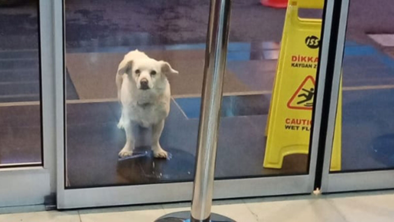 Loyal dog waits days outside Turkish hospital for its owner