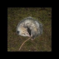 A Possum, Playing Possum.