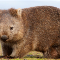 Box seat: scientists solve the mystery of why wombats have cube-shaped poo | Animals | The Guardian