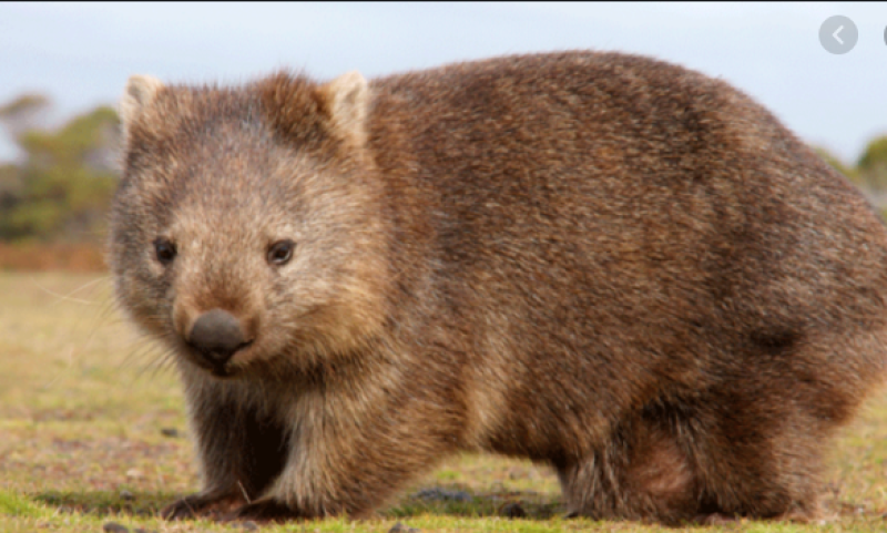 Box seat: scientists solve the mystery of why wombats have cube-shaped poo | Animals | The Guardian