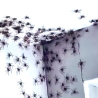 Viral Video of Spider Infestation Makes International News