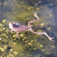 Spring Peepers