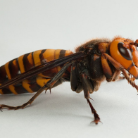 Experts warn of a murder hornet resurgence: Here's how Canada is preparing
