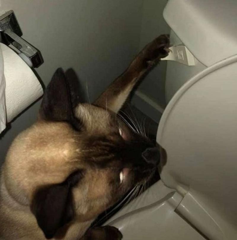 Obsessed Cat Literally Won't Stop Flushing The Toilet 24/7 Community