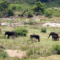 Suspected poacher killed by elephants at South African national park