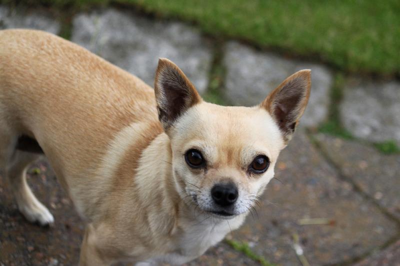 'Demonic' Man-Hating Chihuahua Finally Gets Adopted After Post Goes Viral
