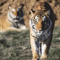 Feds seize almost 70 big cats from 'Tiger King' zoo