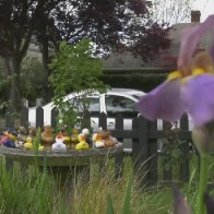 Dozens of rubber ducks mysteriously deposited in Victoria garden.