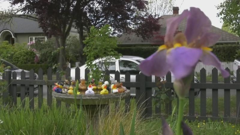 Dozens of rubber ducks mysteriously deposited in Victoria garden.