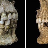 Ancient switch to soft food gave us an overbite—and the ability to pronounce 'f's and 'v's | Science | AAAS