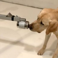 Dogs Can Sniff Out Coronavirus – With Impressive Accuracy