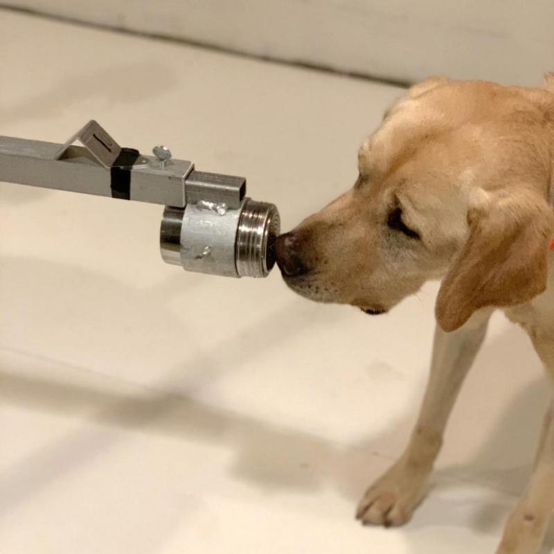 Dogs Can Sniff Out Coronavirus – With Impressive Accuracy