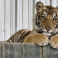 Pet tiger seen on the loose in Houston moved to sanctuary