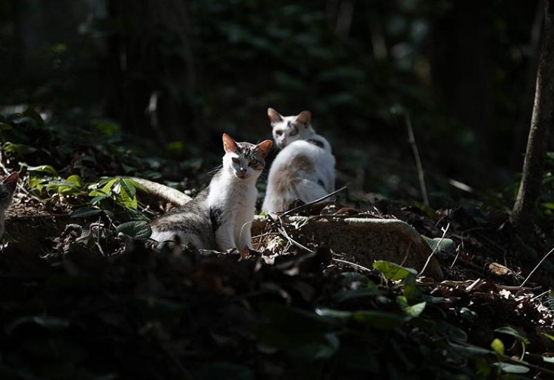 People have abandoned hundreds of cats on a deserted Brazilian island. Officials aren’t sure how to save them.