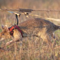 Hero Rat Magawa Is Retiring From A Career Of Sniffing Out Land Mines In Cambodia : NPR