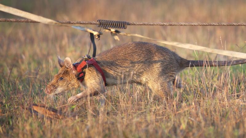 Hero Rat Magawa Is Retiring From A Career Of Sniffing Out Land Mines In Cambodia : NPR