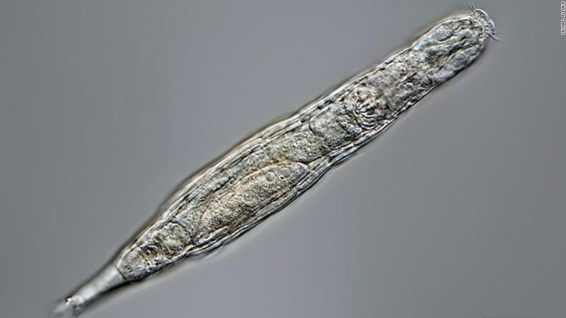 Bdelloid rotifers survived 24,000 years frozen in the Siberian permafrost - CNN