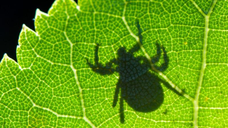 It’s not just your imagination — ticks are out of control this year