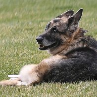 Bidens announce death of ‘cherished’ dog Champ