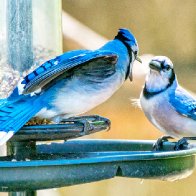 Scientists don't know why hundreds of birds are getting sick and dying across the U.S.