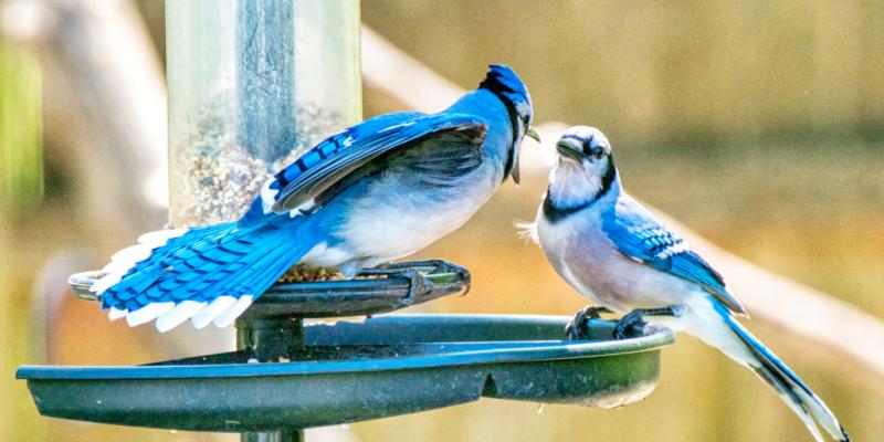 Scientists don't know why hundreds of birds are getting sick and dying across the U.S.