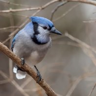 Experts asking homeowners to take down birdfeeders