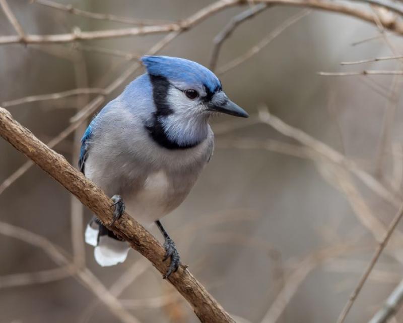 Experts asking homeowners to take down birdfeeders