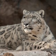 Unvaccinated snow leopard at San Diego Zoo catches Covid-19