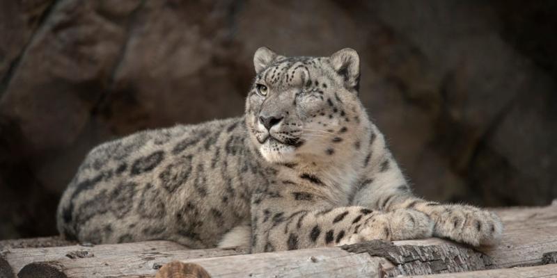 Unvaccinated snow leopard at San Diego Zoo catches Covid-19