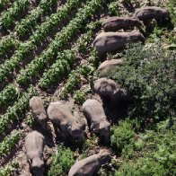 China's wandering elephants appear to be going home