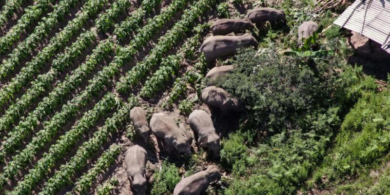 China's wandering elephants appear to be going home