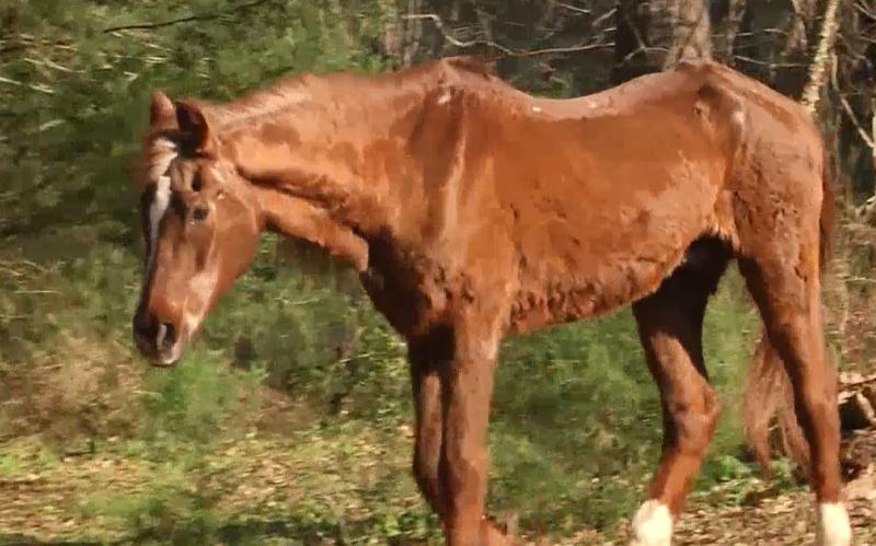 Ivermectin: Horse deworming tablets dangerous for humans and not approved COVID-19 treatment | KFOR.com Oklahoma City