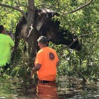 Cow stuck in tree after Hurricane Ida rescued by workers in Louisiana bayou