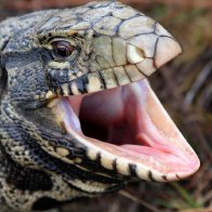 Dog-Sized Lizards are Taking Over in the Southern U.S.