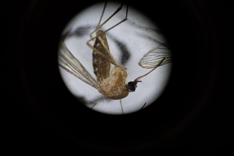 Scientists warn US's mosquito summer is about to get a lot worse | The Independent