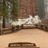 We’re dealing with global warming by wrapping ancient trees in tinfoil.