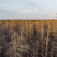 Ghost forests creep up U.S. East Coast