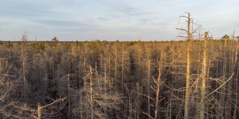 Ghost forests creep up U.S. East Coast