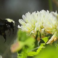 American bumblebees have vanished from 8 U.S. states; could soon be protected under Endangered Species Act