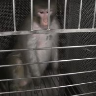 NIH is now accused of spending $100m of taxpayer's money on torturing lab monkeys with ACID and snakes: