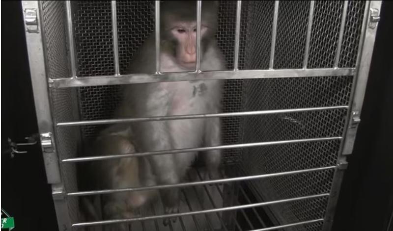 NIH is now accused of spending $100m of taxpayer's money on torturing lab monkeys with ACID and snakes: