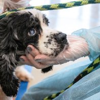 Hundreds of dogs rescued from USDA-licensed breeder in Iowa