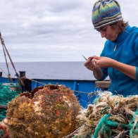 On the Great Pacific Garbage Patch, scientists find a surprise: Coastal life