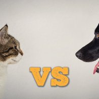 Cats Vs. Dogs: The Babylon Bee Settles The Debate