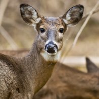 Covid is rampant among deer, research shows