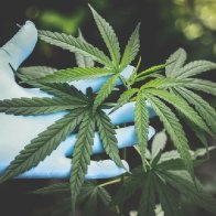 Marijuana prevents COVID? Cannabis compounds stop virus from entering human cells