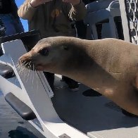 Sea lion rescued from San Diego freeway is returned to the Pacific Ocean