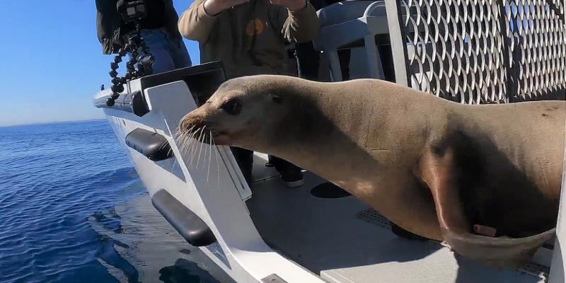 Sea lion rescued from San Diego freeway is returned to the Pacific Ocean