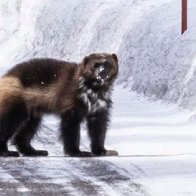 Rare wolverine photographed in Yellowstone National Park